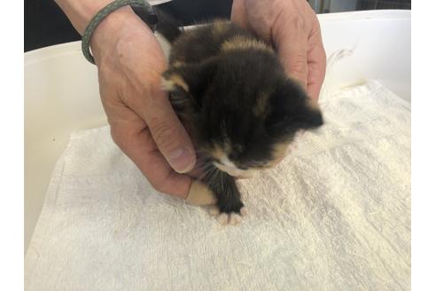 成約済の愛知県のスコティッシュフォールド-10328の2枚目