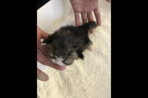成約済の愛知県のエキゾチックショートヘア-10329の2枚目