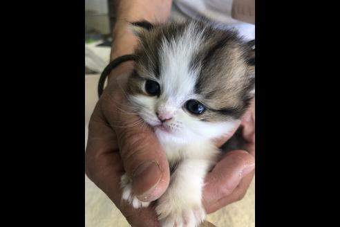 成約済の愛知県のエキゾチックショートヘア-10330の3枚目