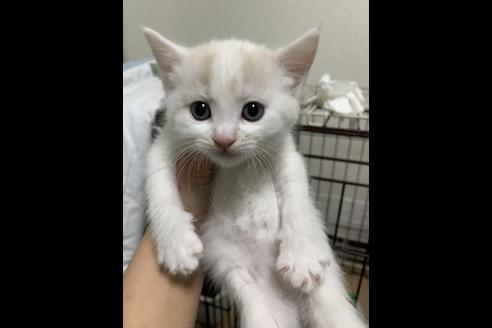 成約済の埼玉県のスコティッシュフォールド-10115の2枚目