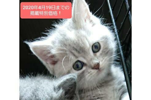 成約済の愛知県のスコティッシュフォールド-10286の7枚目