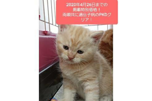成約済の愛知県のスコティッシュフォールド-10288の7枚目