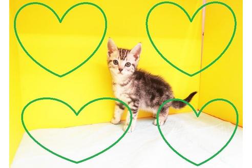 成約済の東京都のアメリカンショートヘア-10380の2枚目