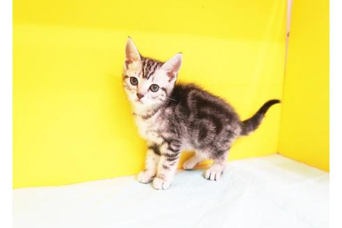 成約済の東京都のアメリカンショートヘア-10380の1枚目