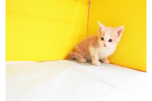 成約済の東京都のスコティッシュフォールド-10381の1枚目