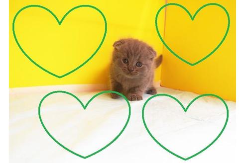 成約済の東京都のスコティッシュフォールド-10382の2枚目