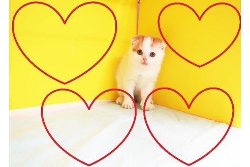 成約済の東京都のスコティッシュフォールド-10383の2枚目