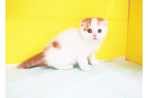 成約済の東京都のスコティッシュフォールド-10383の1枚目