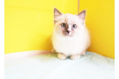 成約済の東京都のラグドール-10386の1枚目