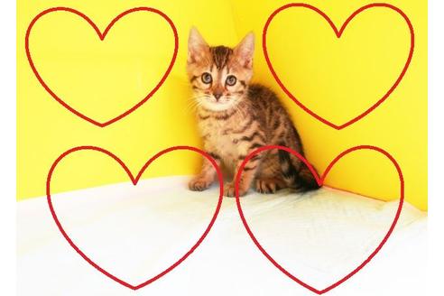 成約済の東京都のベンガル-10387の2枚目