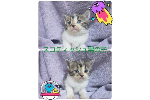 成約済の岐阜県のスコティッシュフォールド-10399の1枚目