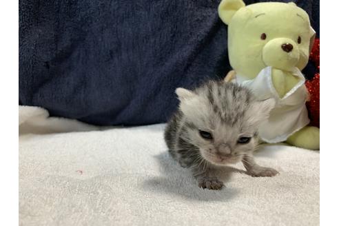 成約済の岐阜県のアメリカンショートヘア-10303の4枚目