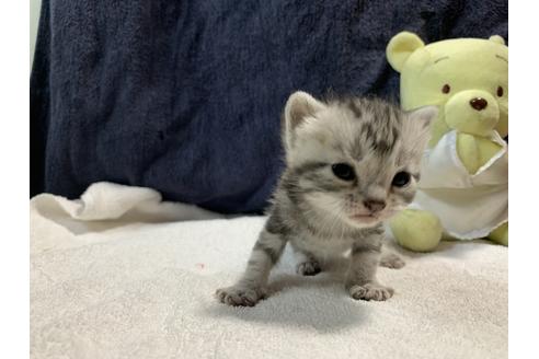 成約済の岐阜県のアメリカンショートヘア-10306の5枚目