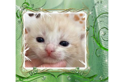 成約済の大阪府のスコティッシュフォールド-10421の3枚目