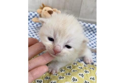 成約済の大阪府のスコティッシュフォールド-10421の2枚目