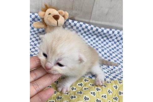 成約済の大阪府のスコティッシュフォールド-10421の1枚目