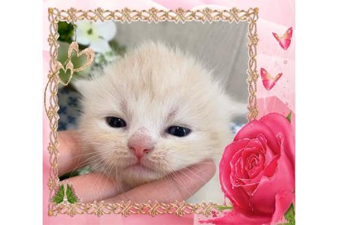 成約済の大阪府のスコティッシュフォールド-10422の4枚目