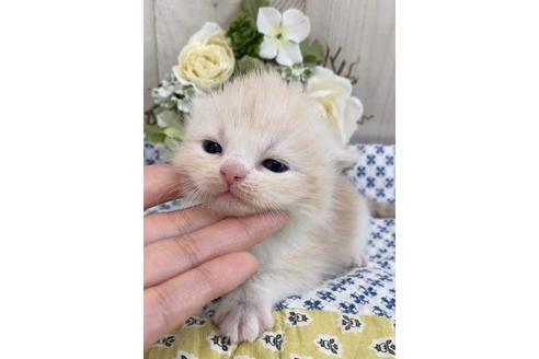 成約済の大阪府のスコティッシュフォールド-10422の3枚目