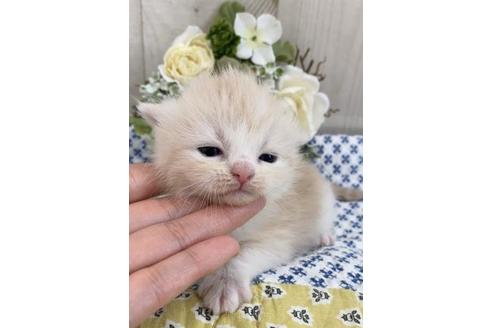 成約済の大阪府のスコティッシュフォールド-10422の2枚目