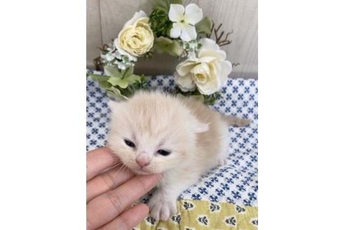 成約済の大阪府のスコティッシュフォールド-10422の1枚目