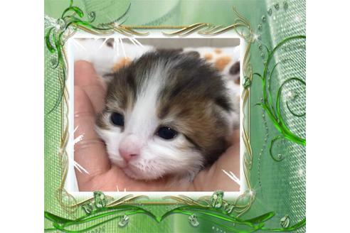 成約済の大阪府のサイベリアン-10423の4枚目