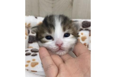 成約済の大阪府のサイベリアン-10423の3枚目