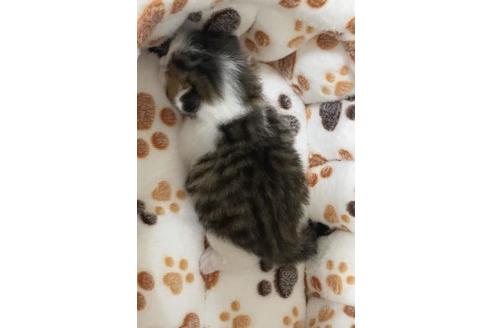 成約済の大阪府のサイベリアン-10423の2枚目