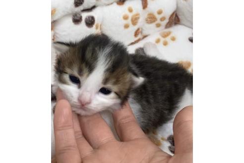 成約済の大阪府のサイベリアン-10423の1枚目