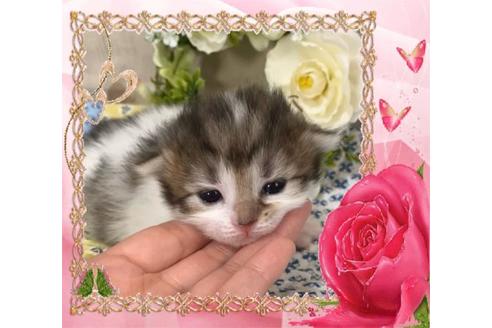 成約済の大阪府のサイベリアン-10424の4枚目