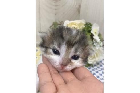 成約済の大阪府のサイベリアン-10424の3枚目