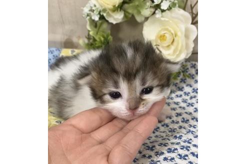 成約済の大阪府のサイベリアン-10424の2枚目