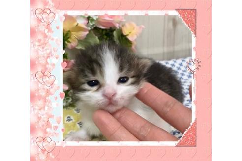 成約済の大阪府のサイベリアン-10425の4枚目