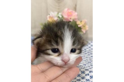 成約済の大阪府のサイベリアン-10425の3枚目