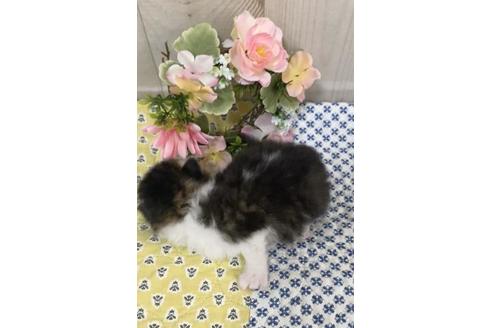 成約済の大阪府のサイベリアン-10425の2枚目