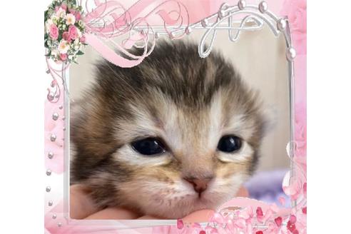 成約済の大阪府のサイベリアン-10426の4枚目