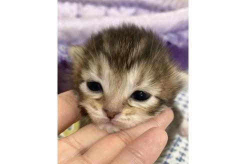 成約済の大阪府のサイベリアン-10426の3枚目