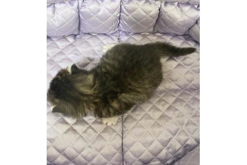 成約済の大阪府のサイベリアン-10426の2枚目