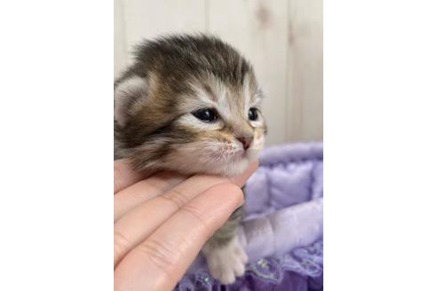 成約済の大阪府のサイベリアン-10426の1枚目