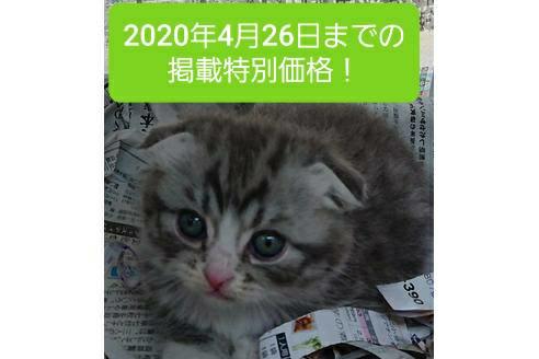 成約済の愛知県のスコティッシュフォールド-10284の4枚目