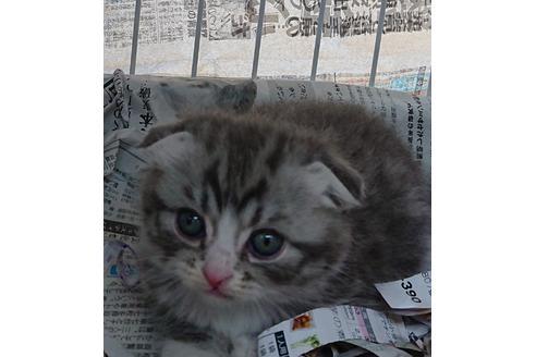 成約済の愛知県のスコティッシュフォールド-10284の3枚目