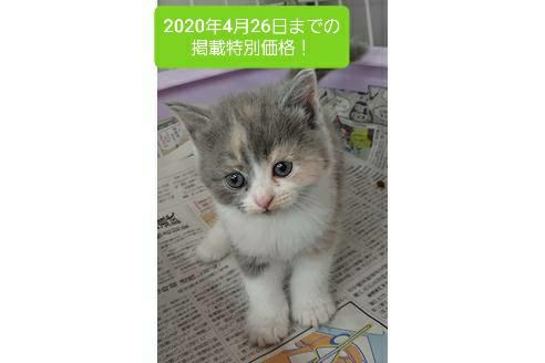 成約済の愛知県のスコティッシュフォールド-10282の3枚目