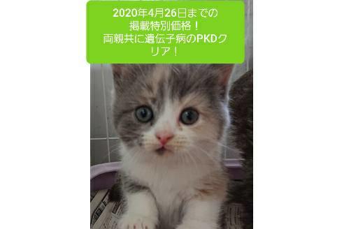 成約済の愛知県のスコティッシュフォールド-10281の3枚目