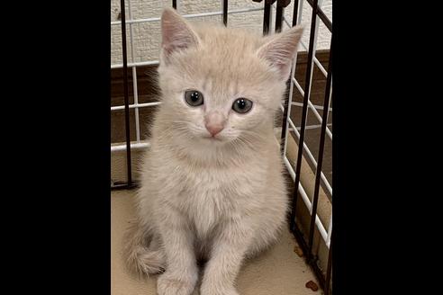 成約済の埼玉県のスコティッシュフォールド-10110の2枚目