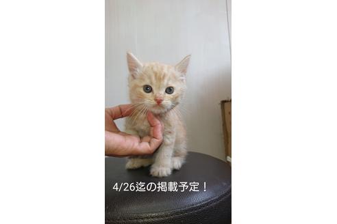 成約済の愛知県のスコティッシュフォールド-10288