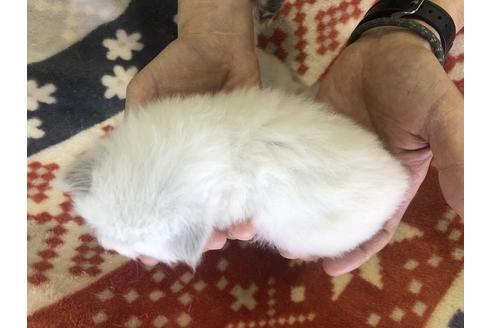 成約済の愛知県のヒマラヤン-10348の2枚目