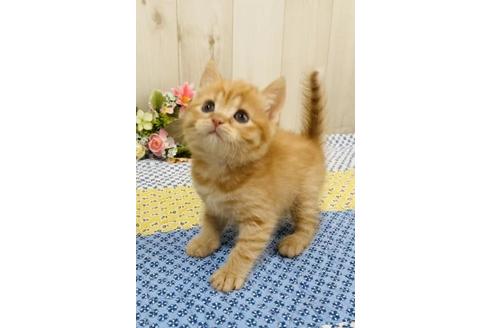 成約済の大阪府のスコティッシュフォールド-10477の4枚目