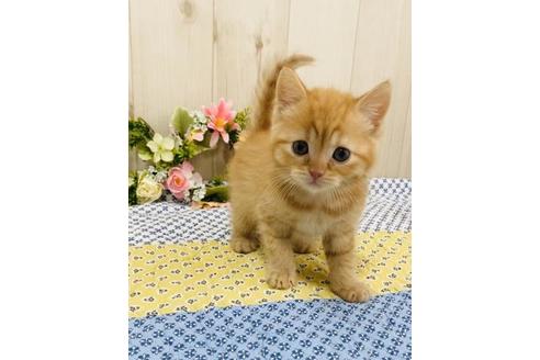 成約済の大阪府のスコティッシュフォールド-10477の3枚目