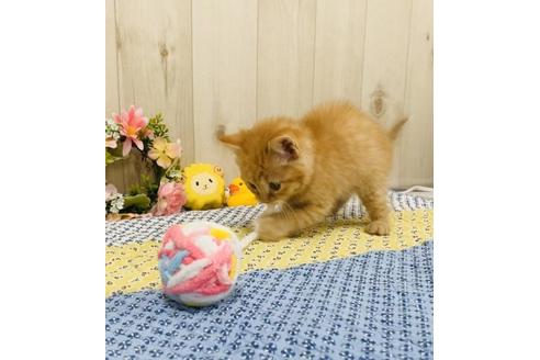 成約済の大阪府のスコティッシュフォールド-10477の2枚目