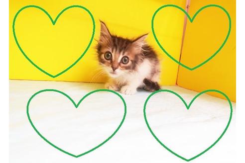 成約済の東京都のノルウェージャンフォレストキャット-10479の2枚目