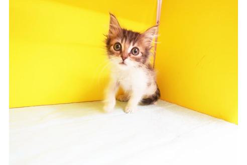 成約済の東京都のノルウェージャンフォレストキャット-10479の1枚目